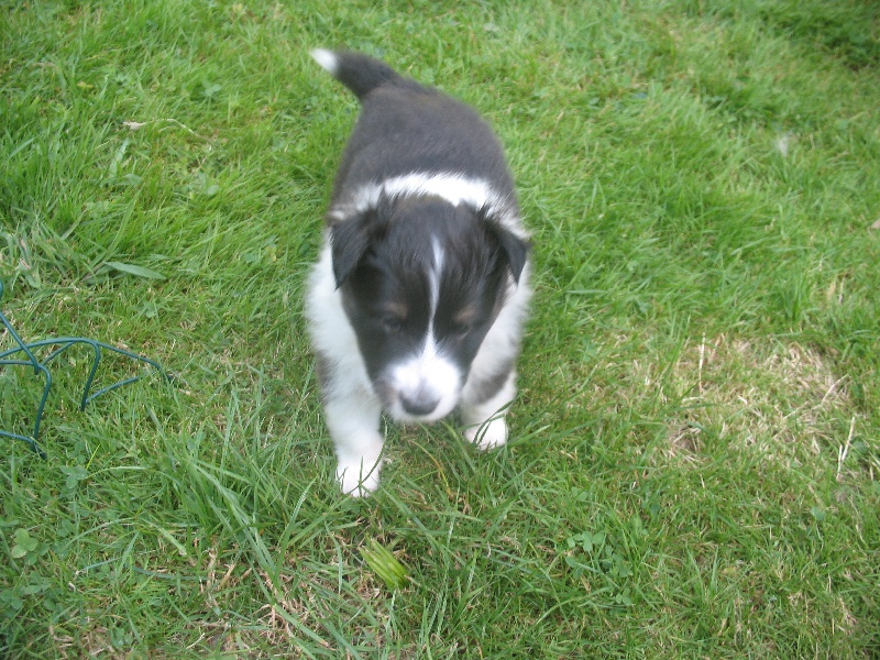 des carlines acaule - Chiots disponibles - Shetland Sheepdog