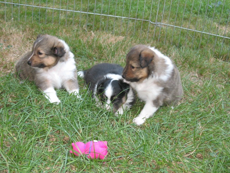 des carlines acaule - Shetland Sheepdog - Portée née le 01/08/2008