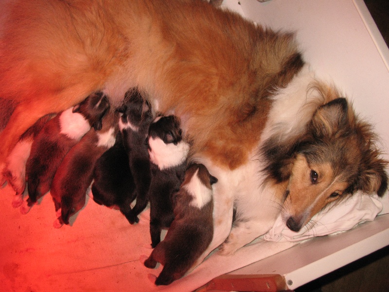 des carlines acaule - Shetland Sheepdog - Portée née le 26/02/2010